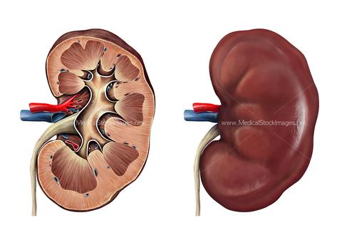 Facts About the Human Kidneys