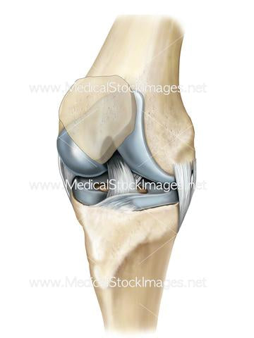 Facts About the Human Knee