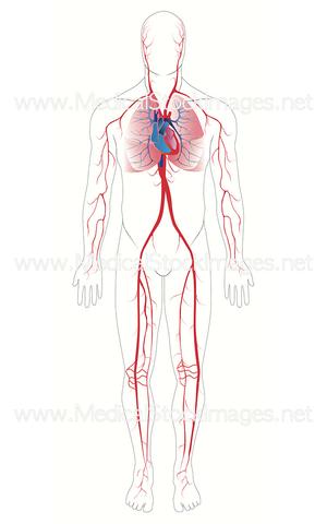 Facts About the Cardiovascular System