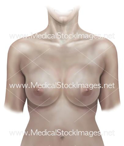 Facts About the Human Breast