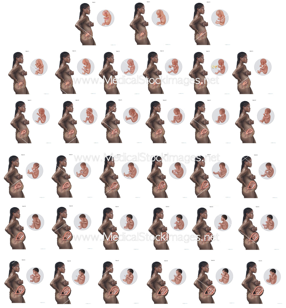 Pioneering Representation: Leading Medical Illustrations of Black Pregnancy