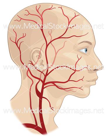 Facts About the Human Arteries