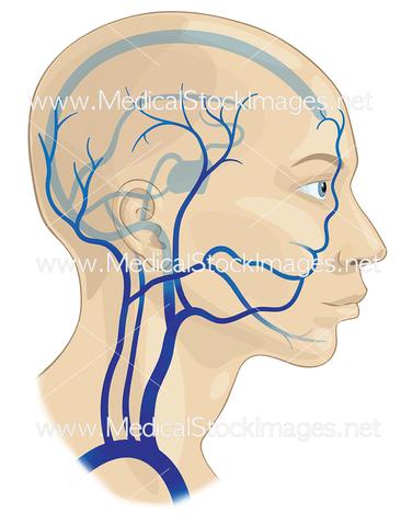 Facts About the Human Veins