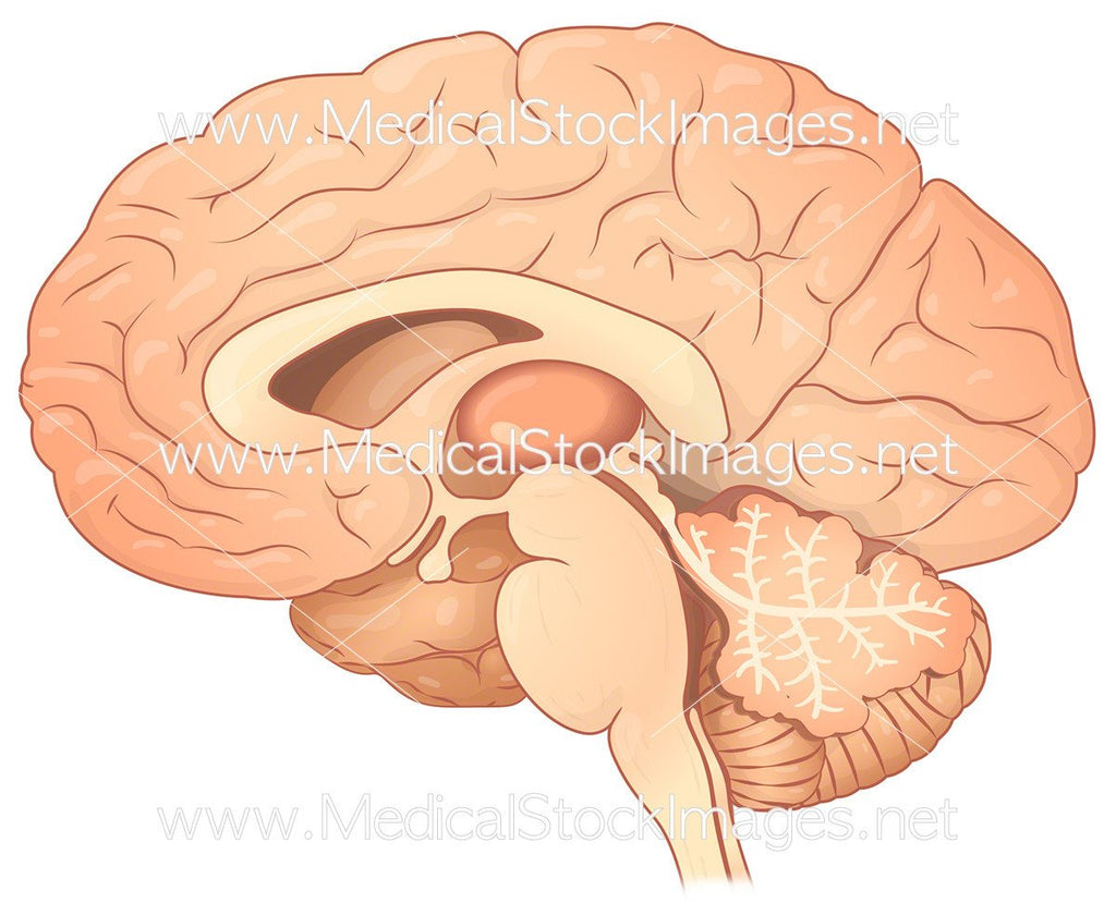 Facts About the Brain Anatomy