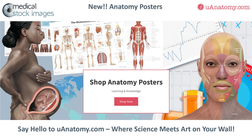 Introducing UAnatomy.com – A New Era of Inclusive and Global Anatomy Visuals