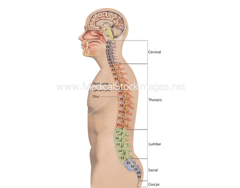 Overview of the Spine and Vertebrae-labelled-English