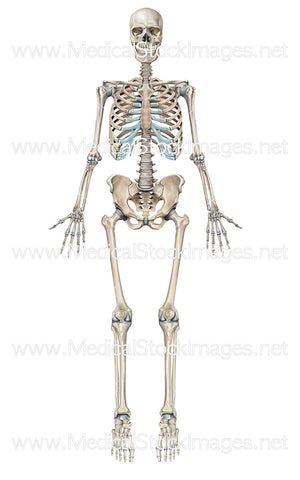 Full Human Skeleton Anterior View (Male).