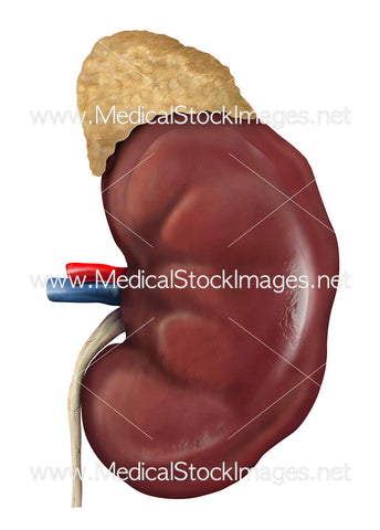 Healthy Kidney Surface with Adrenal Gland