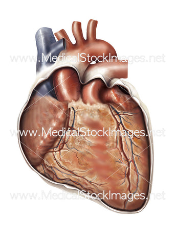 Heart Sternocostal Surface