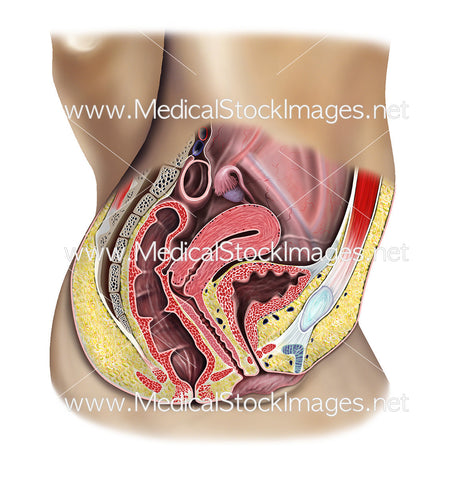 Midsagittal Section of Female Reproductive Anatomy