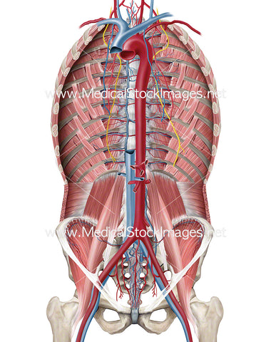 Arteries and Veins of the Ventral Cavity including the Phrenicus Nerve
