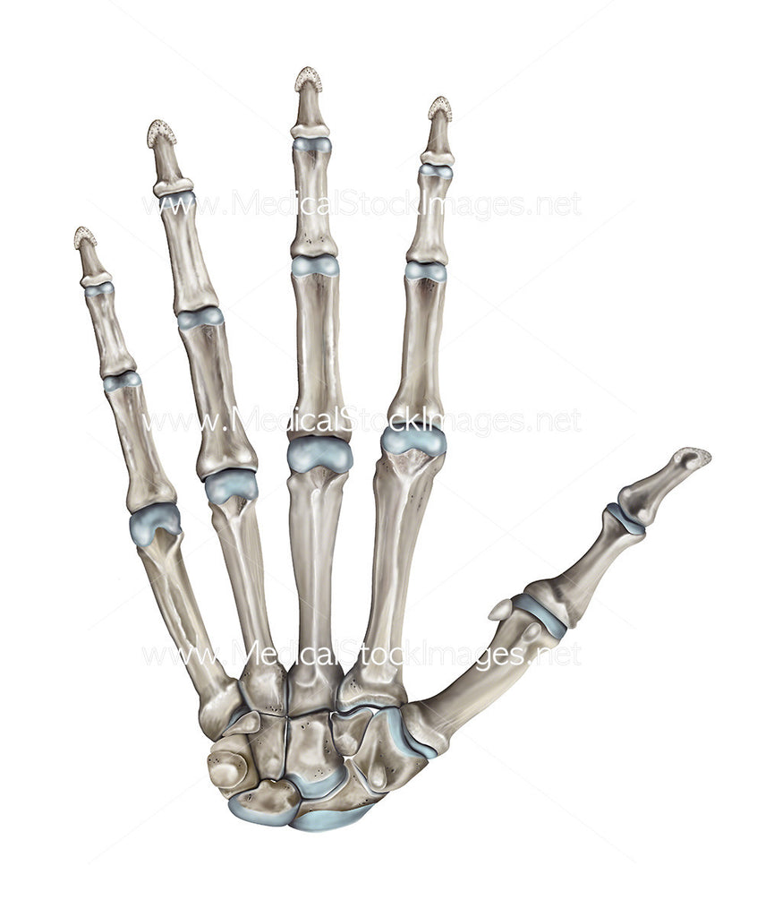 Skeleton Hand-Bones of the Hand Palmer View – Medical Stock Images Company, image size:846x1024