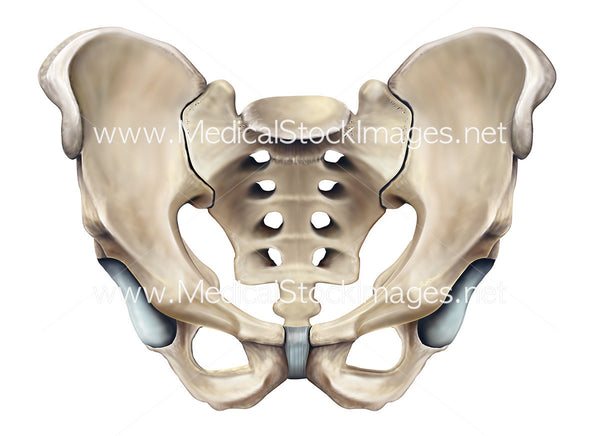 Bony anatomy of the male pelvis in anterior view – Medical Stock Images  Company