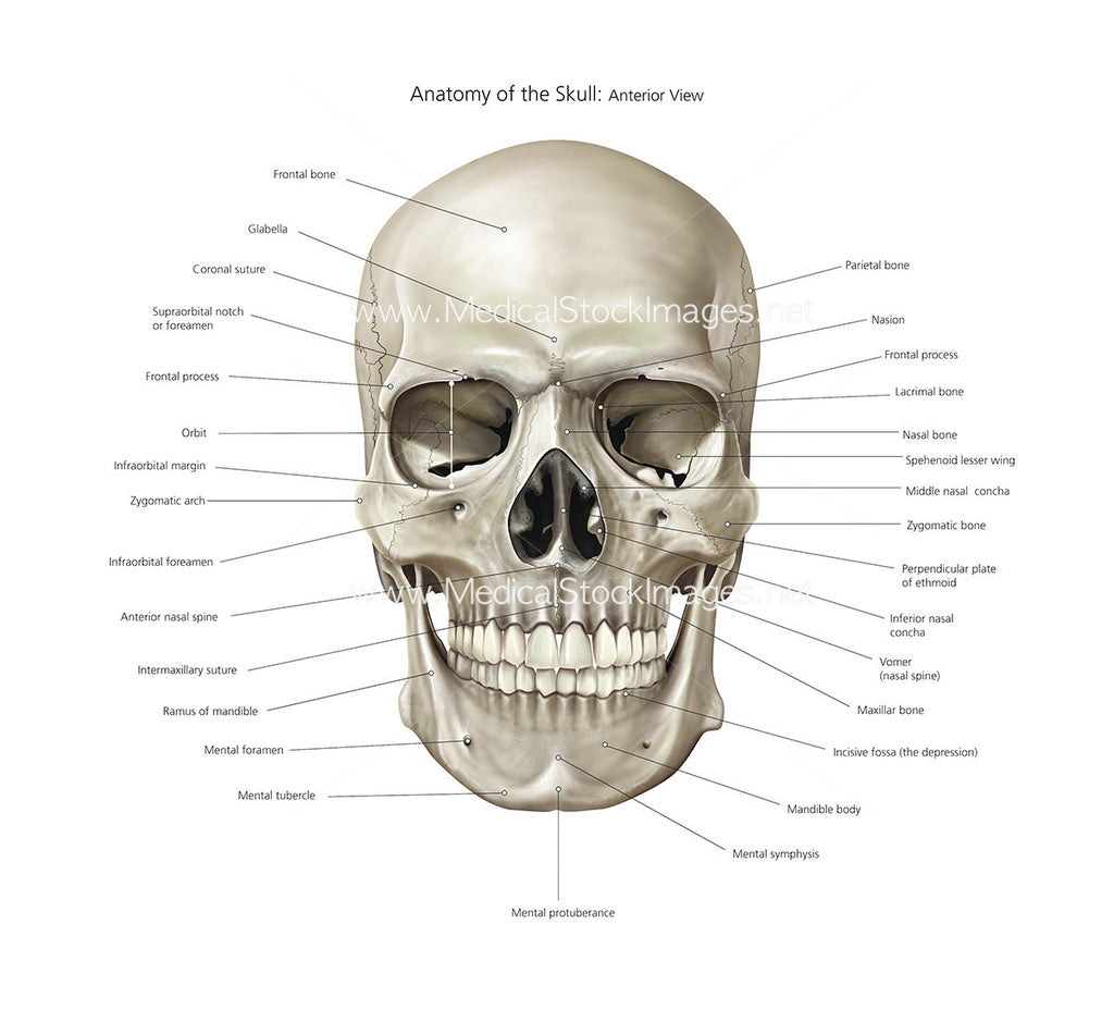 anterior view of skull labeled