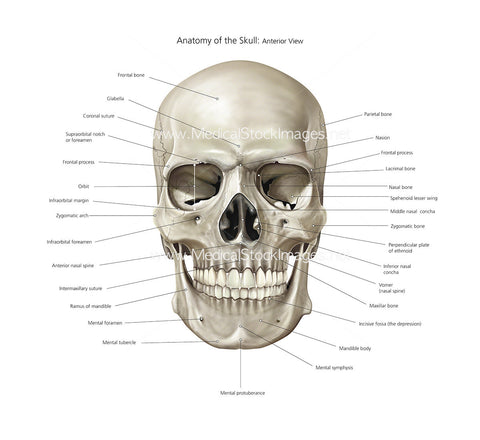 Anatomy of the Skull Anterior View Labelled