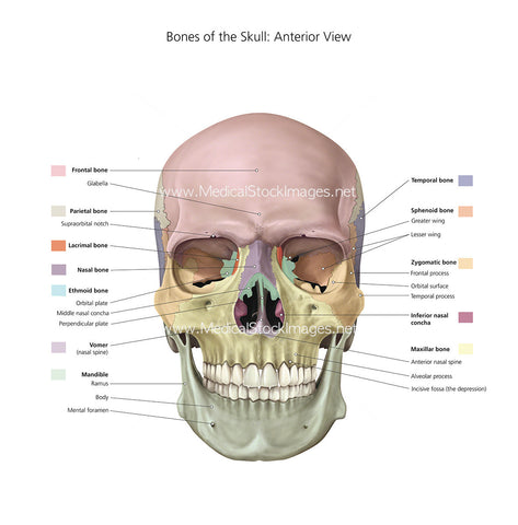 Bones of the Skull With Colour Labels