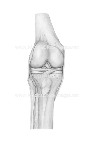 Pencil Drawing Knee Joint Anatomy