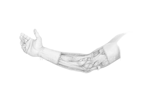 Pencil Drawing of the Muscles of the Elbow in Dissection