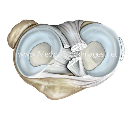 Superior View of Meniscus of the Knee