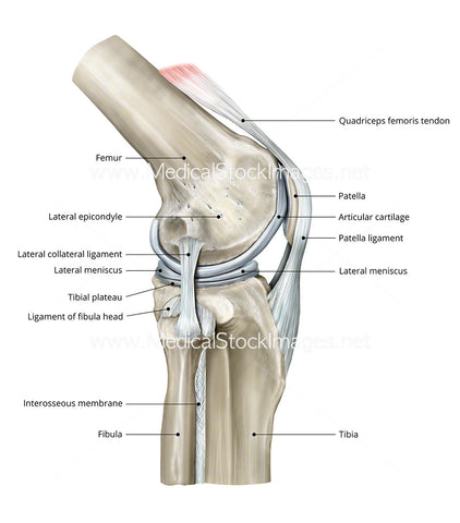 Lateral Healthy Knee - Labelled