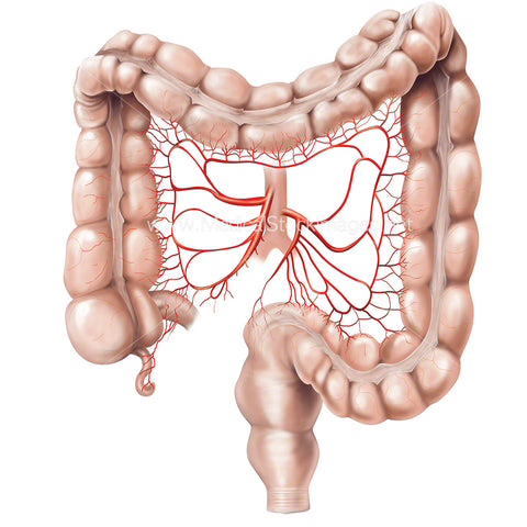 Anatomy of the Large Bowel with Intestinal Arteries