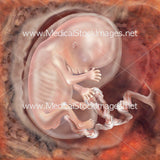 Foetus Development Illustrations Weeks 1 to 40 - (A PACK OF 40 IMAGES)