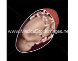 Foetus Development Illustrations Weeks 1 to 40 - (A PACK OF 40 IMAGES)