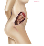 Foetus Development Weeks 1 to 40 Including Female Body with Some Labelled - (PACK OF 40 IMAGES)