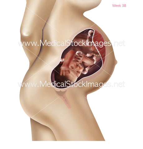 Foetus Development Week 38 Including Body with Labels