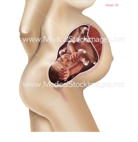 Foetus Development Week 39 Including Body with Labels