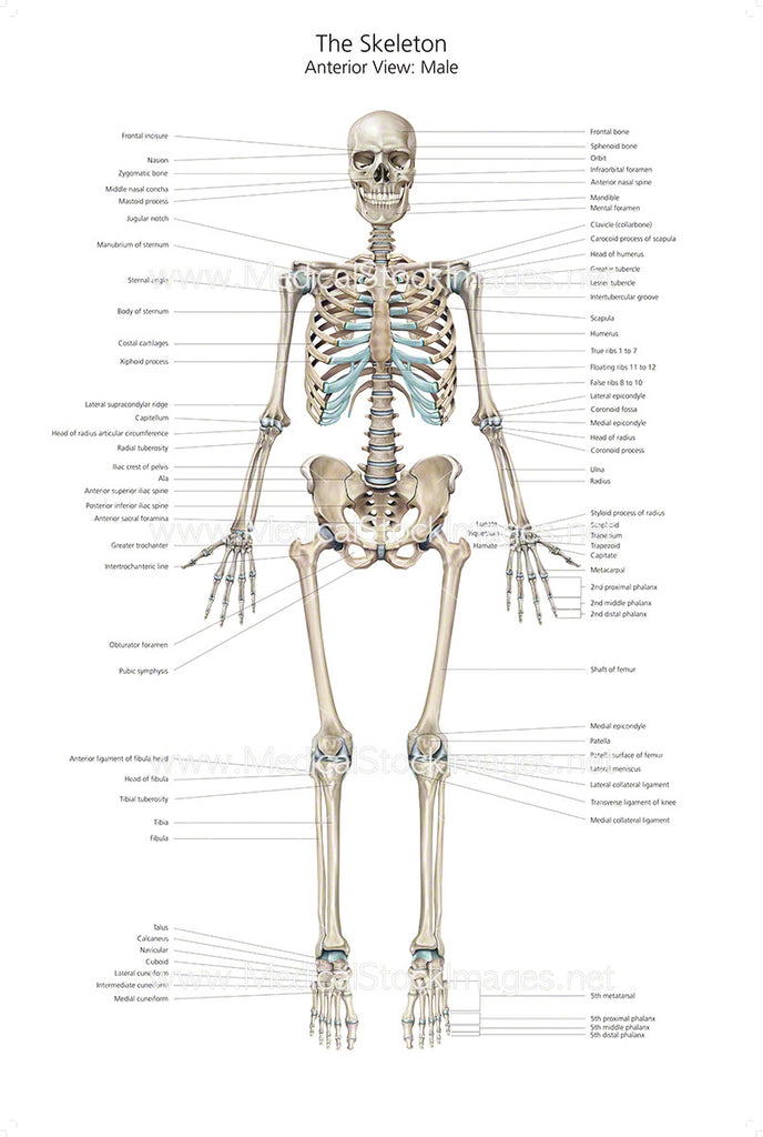 Skeletal System Diagram Without Labels Biology Diagrams