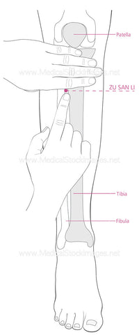 Acupuncture Point for Zusanli with Two Hands