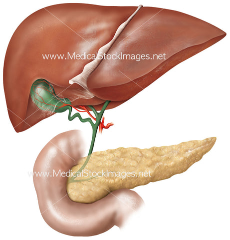Liver, Pancreas and Gallbladder Anatomical Illustration