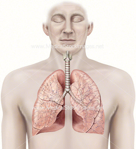 Healthy Lungs and Bronchiole Anatomy