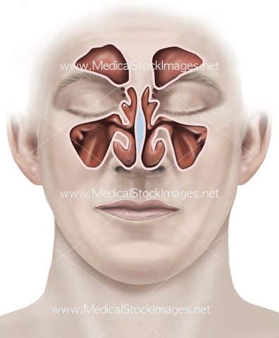 Normal Sinus Anatomy
