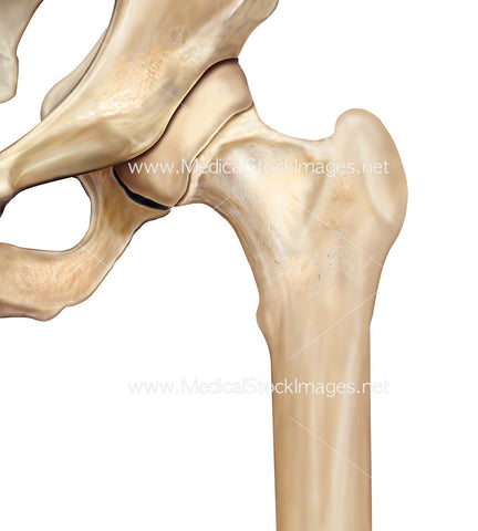 Hip Joint Anatomy