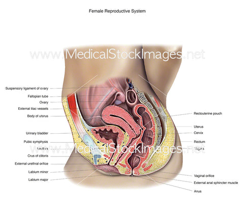 Female Reproductive System