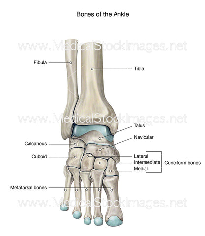 Bones of the Ankle