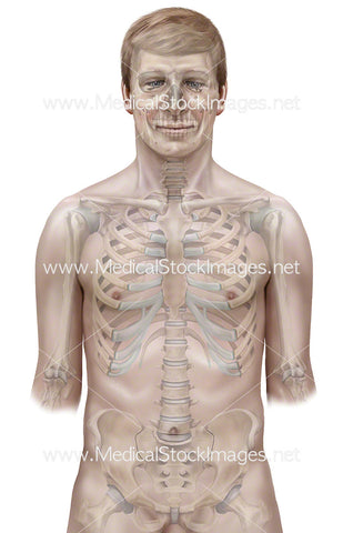 Background Figure with Skeleton