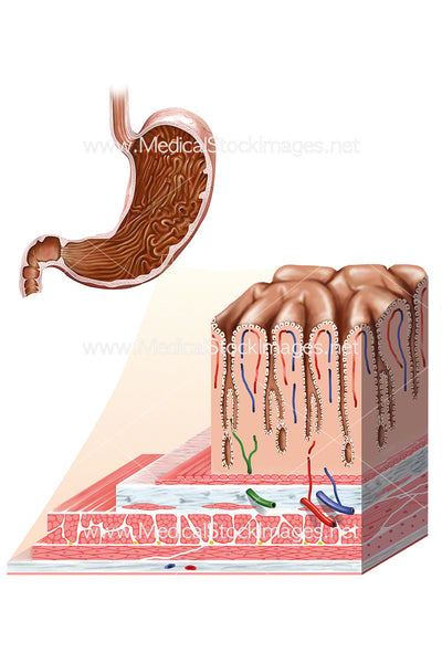 assertion muscles of stomach wall possess thick layers