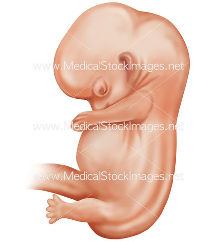 Foetus week 7 Embryonic Development