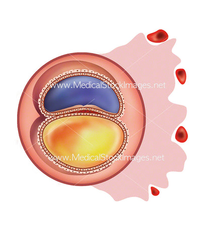 Blastocyst Embryonic Development