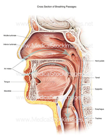 Cross Section of Breathing Passages