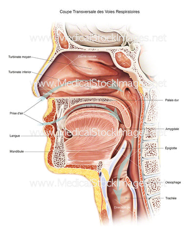 Coupe Transversale des Voies Respiratoires