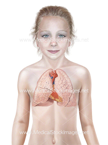Child with Heart and Lungs