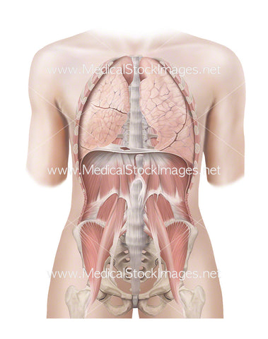 Androgynous figure with Lungs and the Muscles of the Trunk Wall