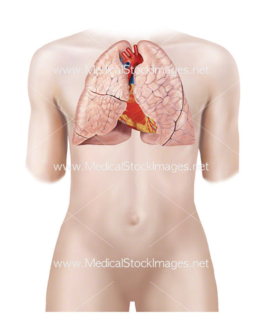 Androgynous Figure with Heart and Lungs