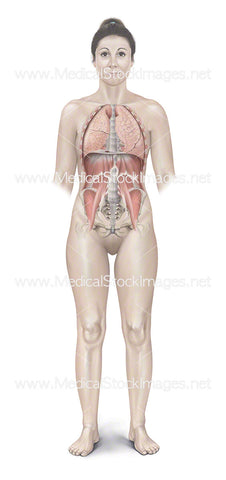 Female Figure with Lungs and muscles of the Trunk Wall Anatomy