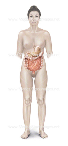 Female with Stomach, Pancreas and Bowel
