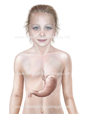 Child with Stomach Anatomy